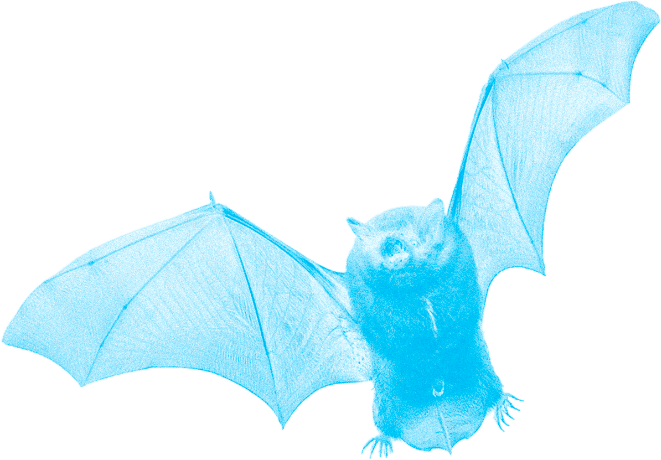 Cyan Bat